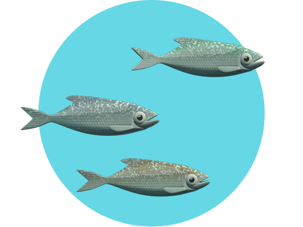 RGO – Clean seas